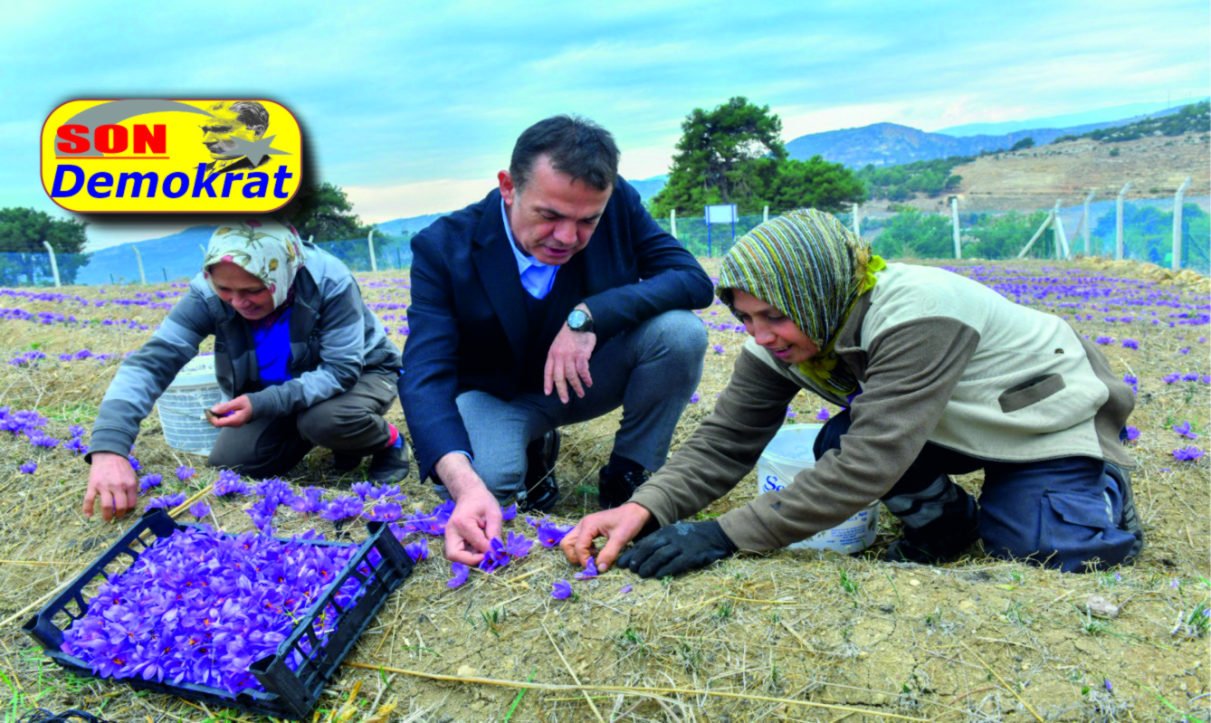 Dünyanın en pahalı baharatı Mersin Yenişehir’de yetiştiriliyor